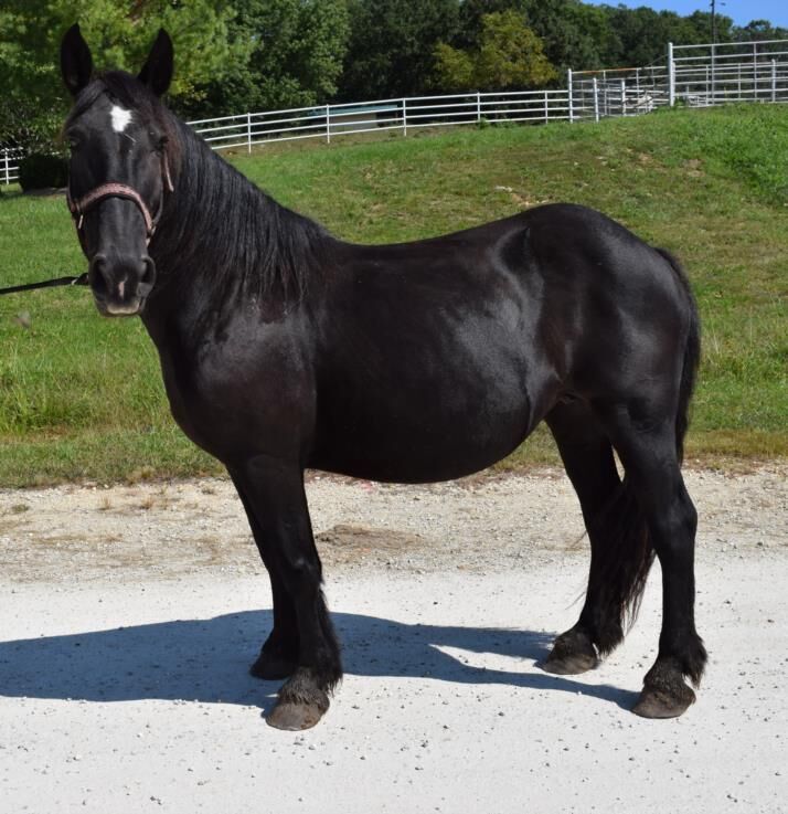 Last week's pet, still available: Bonanza